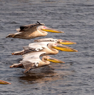 A Squadron of Pelicans on the Chobe River
