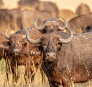 Buffalo Herd, Okavango Delta