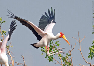Yellow-billed Stork Okavango Delta