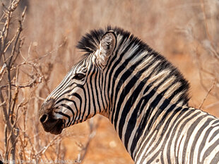 Zebra Stallion