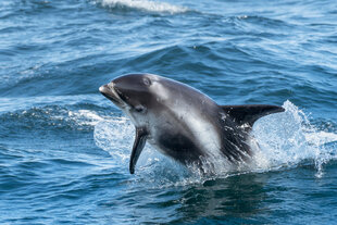 White Beaked Dolphin