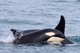 Orcas
