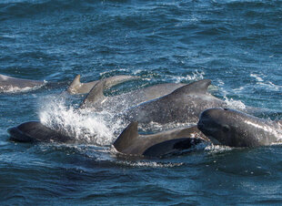 Pilot Whales