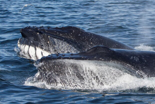 Humpback Whales