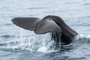 Sperm Whale