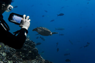 Observing a Turtle underwater