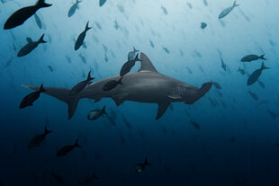 Hammerhead Shark