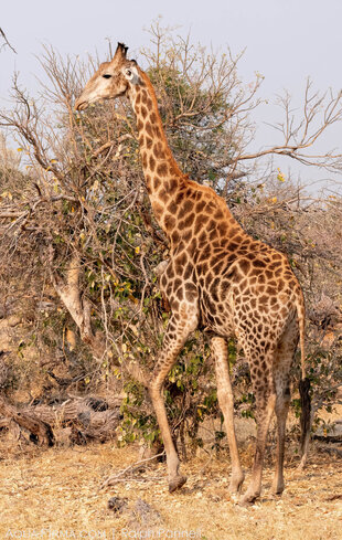 Giraffe in the Khwai Community Concession