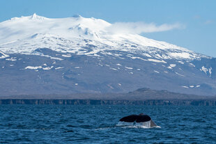 Olafsvik Sperm Whale
