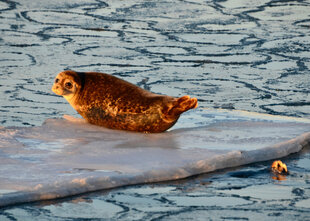 Harbour Seal
