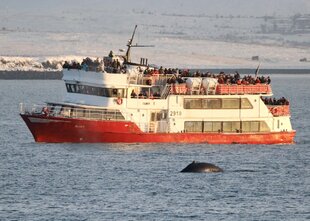 Whale Watching from Reykjavik