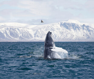 Breaching Humpback Whale