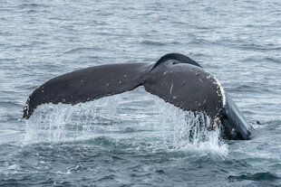 whale-tail-lakitours-olafsvik-humpback-iceland.jpg