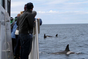 lakitours-whale-watching-olafsvik-orca.jpg