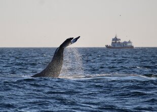 Humpback Whale