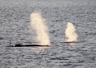 Humpback Whales