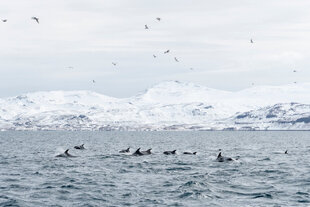 White Beaked Dolphins