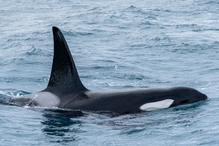 laki-tours-olafsvik-whale-watching-orca.jpg
