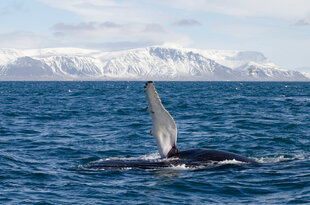 Humpback