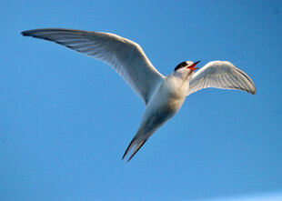 Arctic Tern