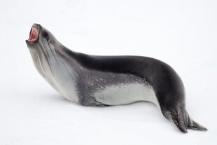 Ross Seal