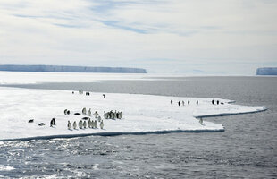 Emperors on the Ross Ice Shelf, Ross Sea