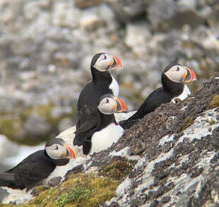 Sua.JPG