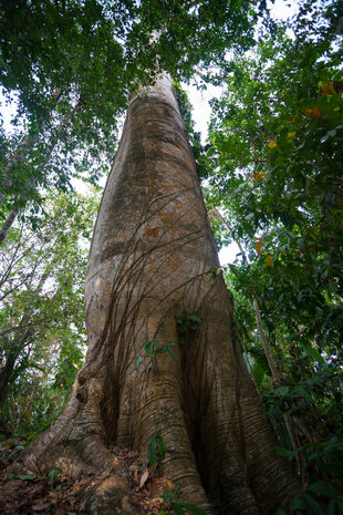 A Cuipo Tree