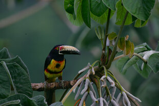 Collared Aracari (Pteroglossus torquatus)