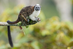 Geoffrey's Tamarin (Saginus geoffroyi)