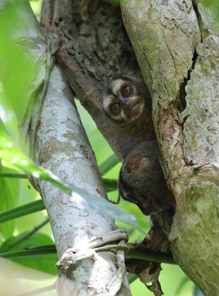 Panamanian Night Monkey (Aotus zonalis)