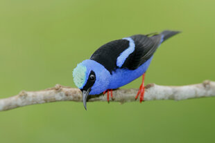Red-Legged Honeycreeper (Cyanerpes cyaneus)