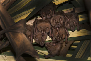 Great Fruit-Eating Bat (Artibeus lituratus)