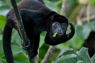 Mantled Howler Monkey (Alouatta palliata)