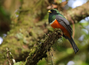 A Collared Trogon (Trogon collaris) resting on a moss-covered branch