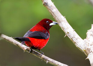 A Crimson-Backed Tanager (Ramphocelus dimidiatus) on a pale stick