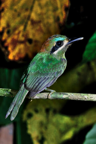 A brightly-coloured Tody Motmot (Hylomanes momotula)