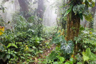 The undergrowth in the Western Cloud Forest of Panama