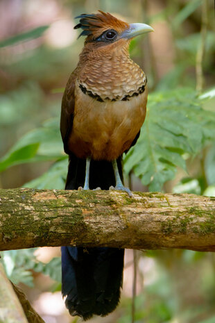 A Rufous-Vented Ground Cuckoo (Neomorphus geoffroyi)