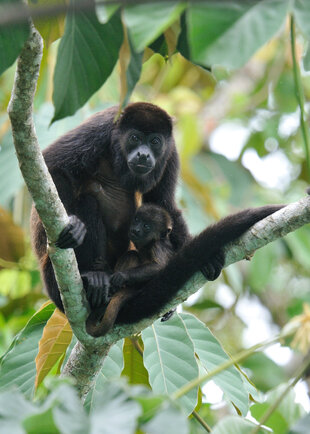A Mantled Howler Monkey (Alouatta palliata) and its young