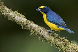 A vibrant Thick-Billed Euphonia (Euphonia laniirostris) standing on a mossy branch