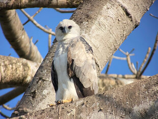 A Harpy Eagle (Harpia harpyja) looking into the camera