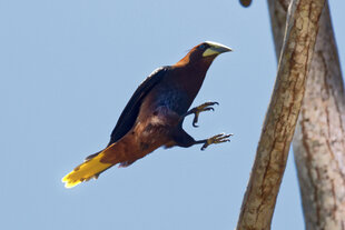 A Chestnut-Headed Oropendola (Psarocolius wagleri) on its way to land