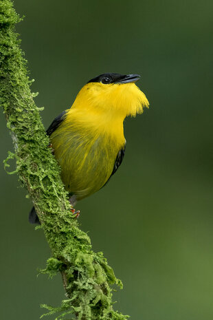 A Golden-Collared Manakin (Manacus vitellinus) singing