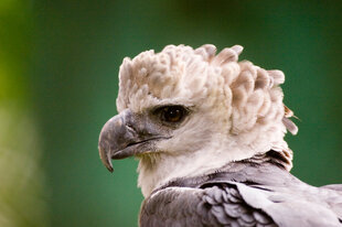 A close-up of a Harpy Eagle (Harpia harpyja)