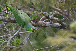 A curious Red-Lored Parrot (Amazona autumnalis)