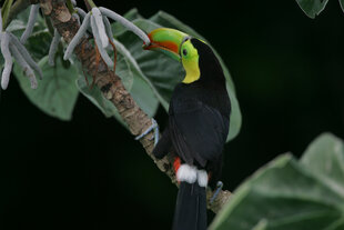 A Keel-Billed Toucan (Ramphastos sulfuratus) looking for food