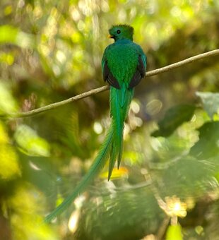 A Resplendent Quetzal (Pharomachrus mocinno) sitting on a branch