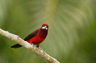 A Crimson-Backed Tanager (Ramphocelus dimidiatus) resting on a branch