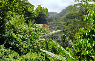 The lodge in El Valle de Antón as seen through the undergrowth